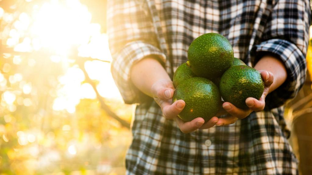 Frau Avocado Draußen Feld