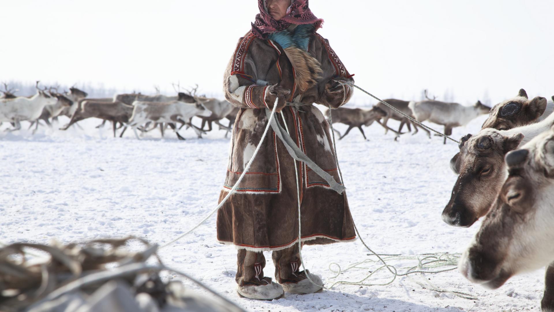 Inuit Rentiere