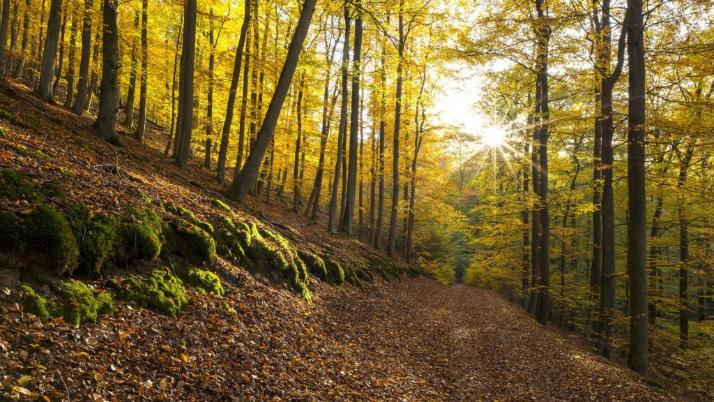 Nationalpark Kellerwald Edersee Hessen  herbst