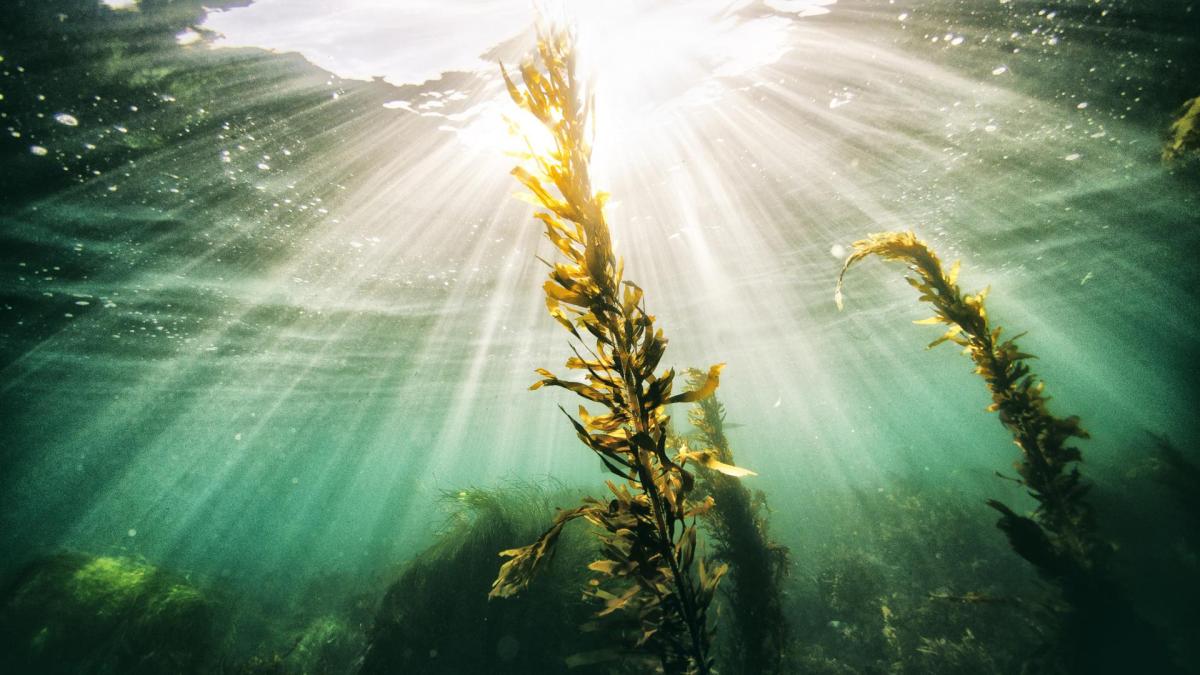 Algen Unterwasser mit Sonnenlicht