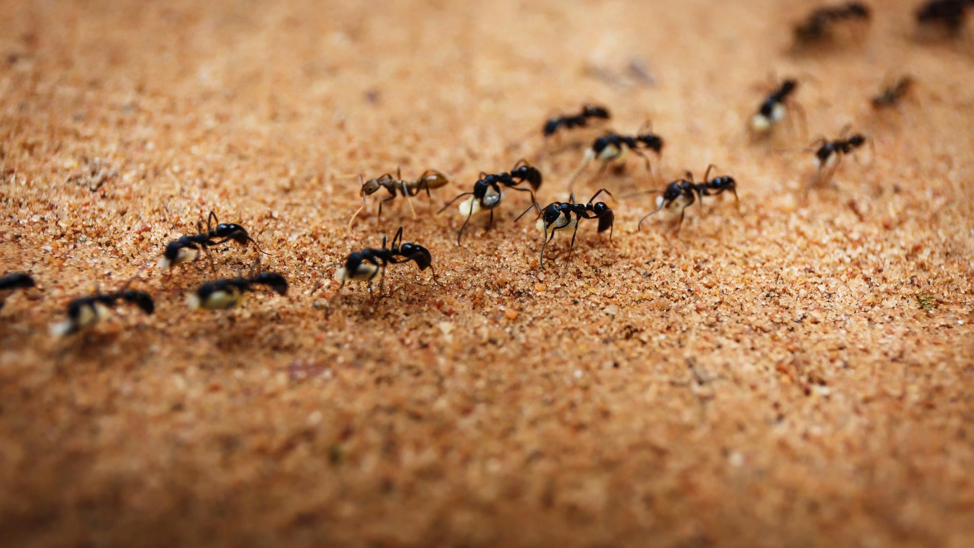 Ameisen Insekten