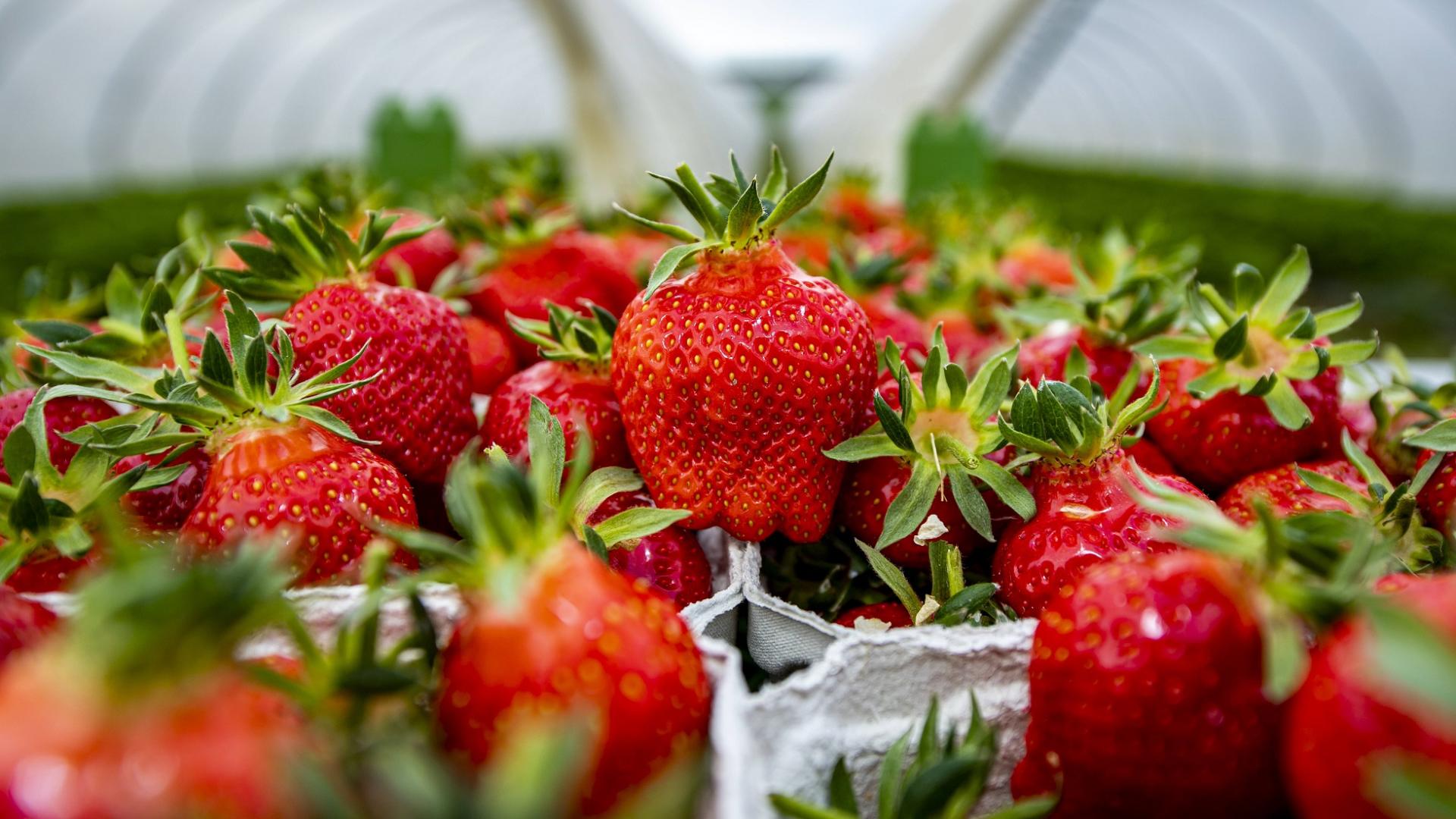 rote saftige Erdbeeren in Pappschale