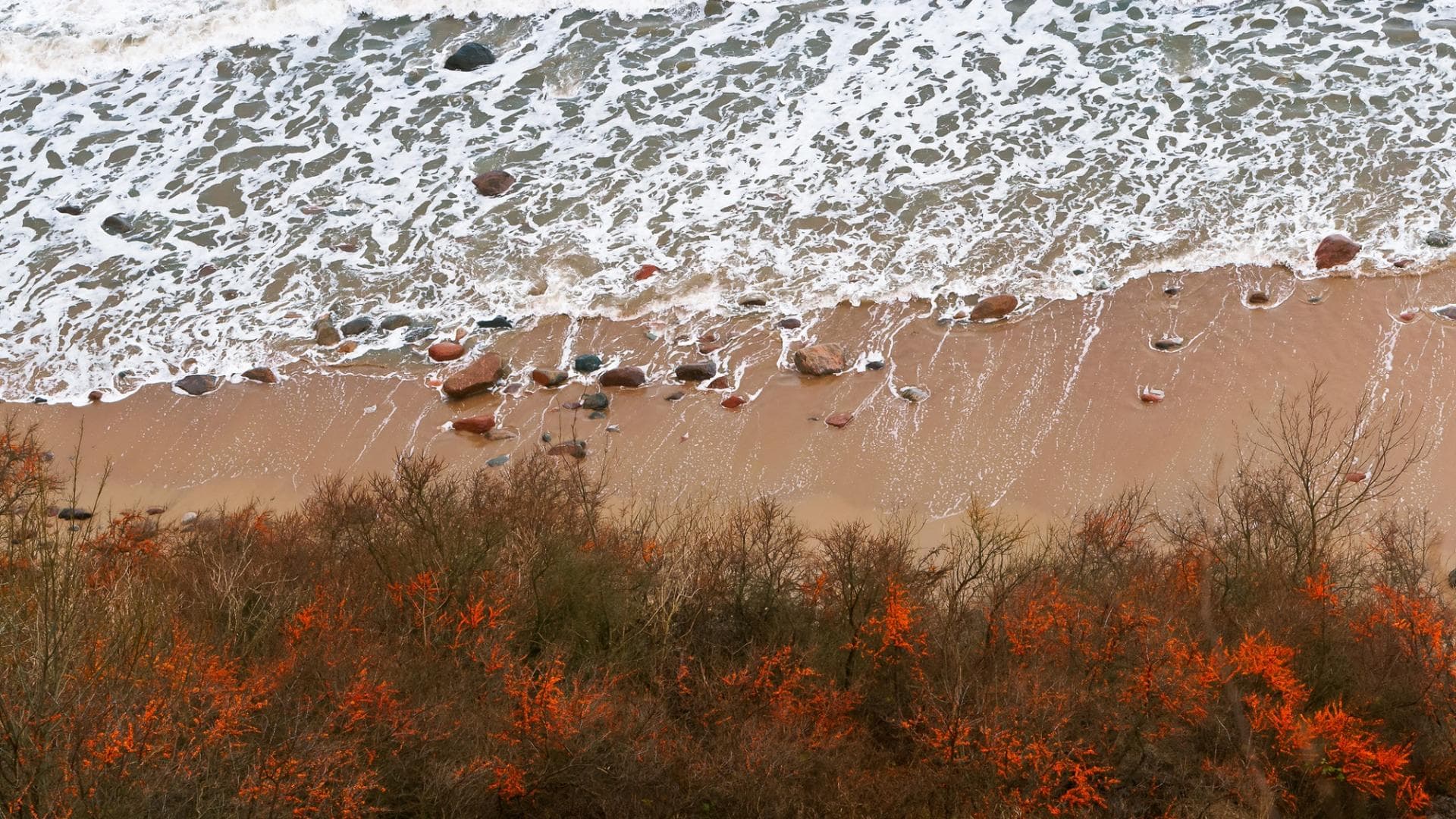 Sanddorn, Meer