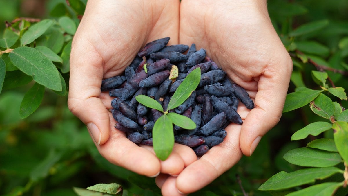 Äußerlich ähnelt die Haskap-Beere der Blaubeere.. © StepanPopov/Shutterstock.com