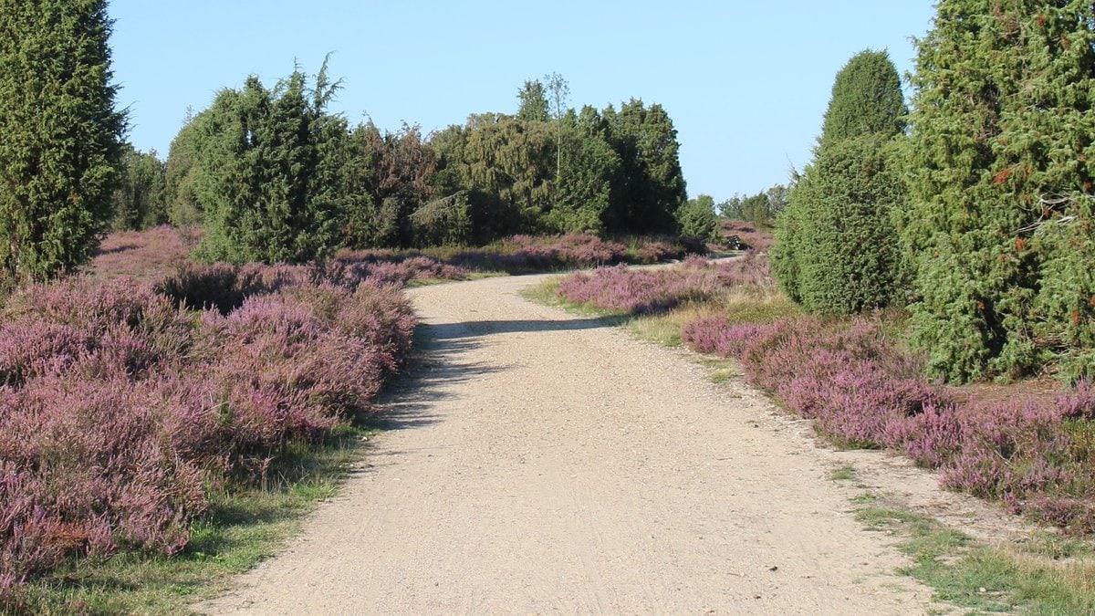 Von August bis September erstrahlt die Lüneburger Heide in einem satten Lila.. © Sandra Lorenzen-Mueller/Shutterstock.com