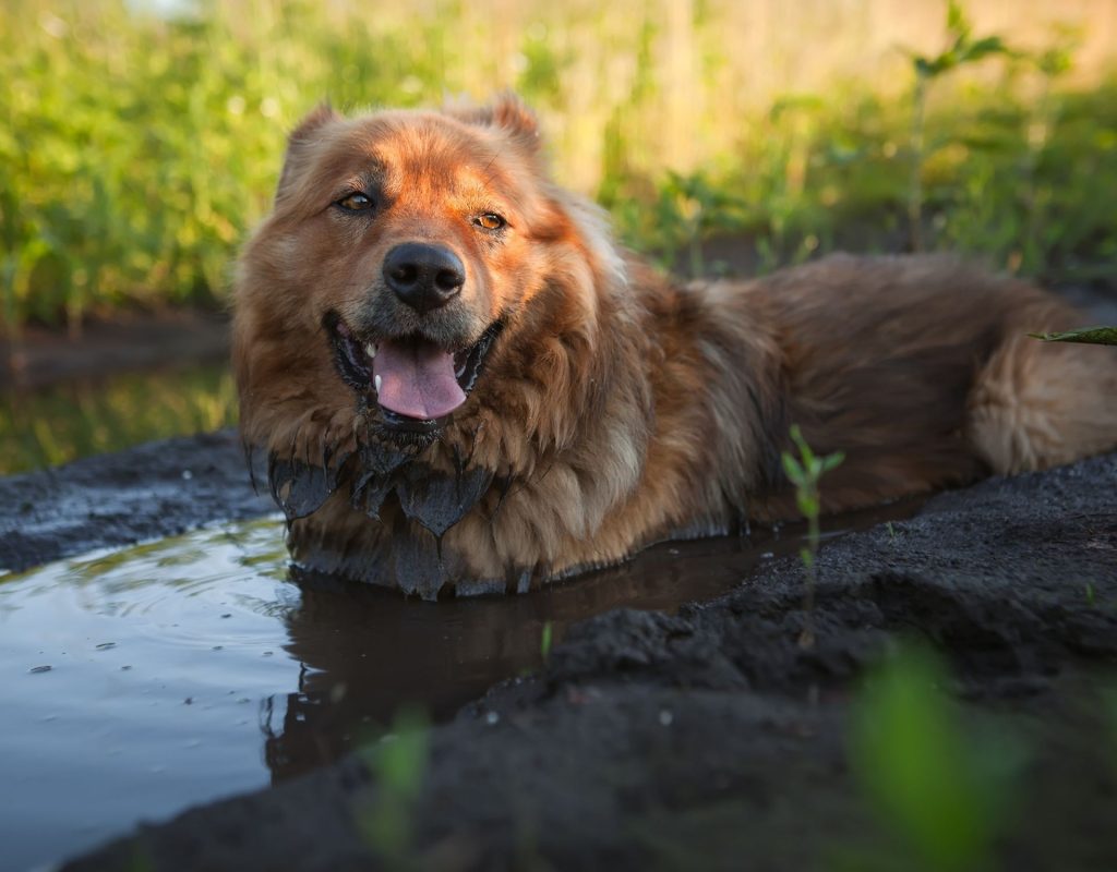 Hund Schlamm