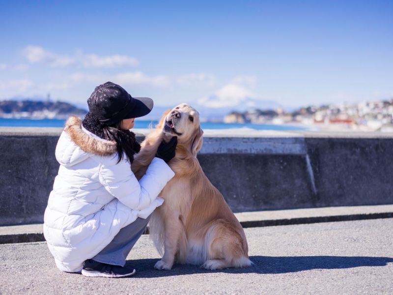 Hunde Gadgets