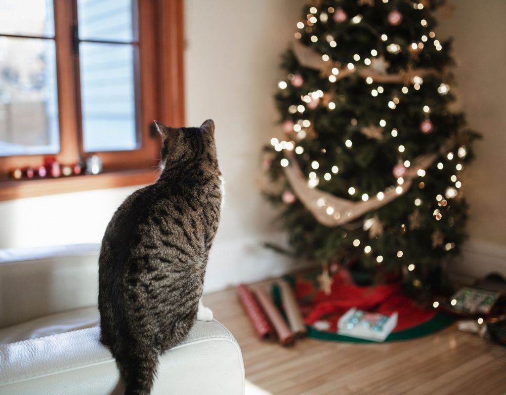 Katze Weihnachtsbaum