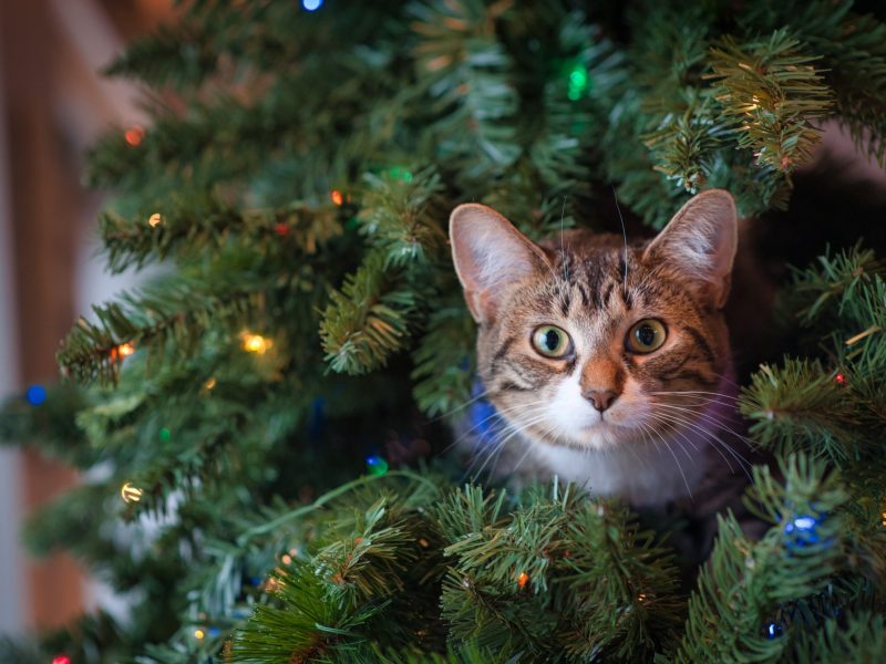 katze weihnachten