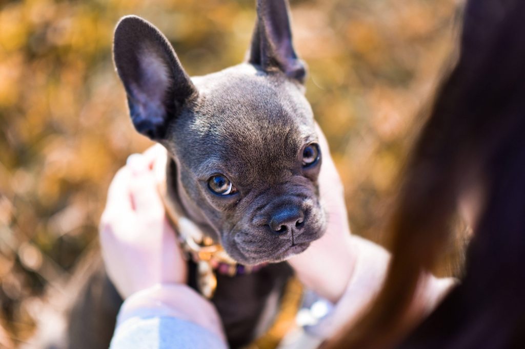 französische Bulldogge