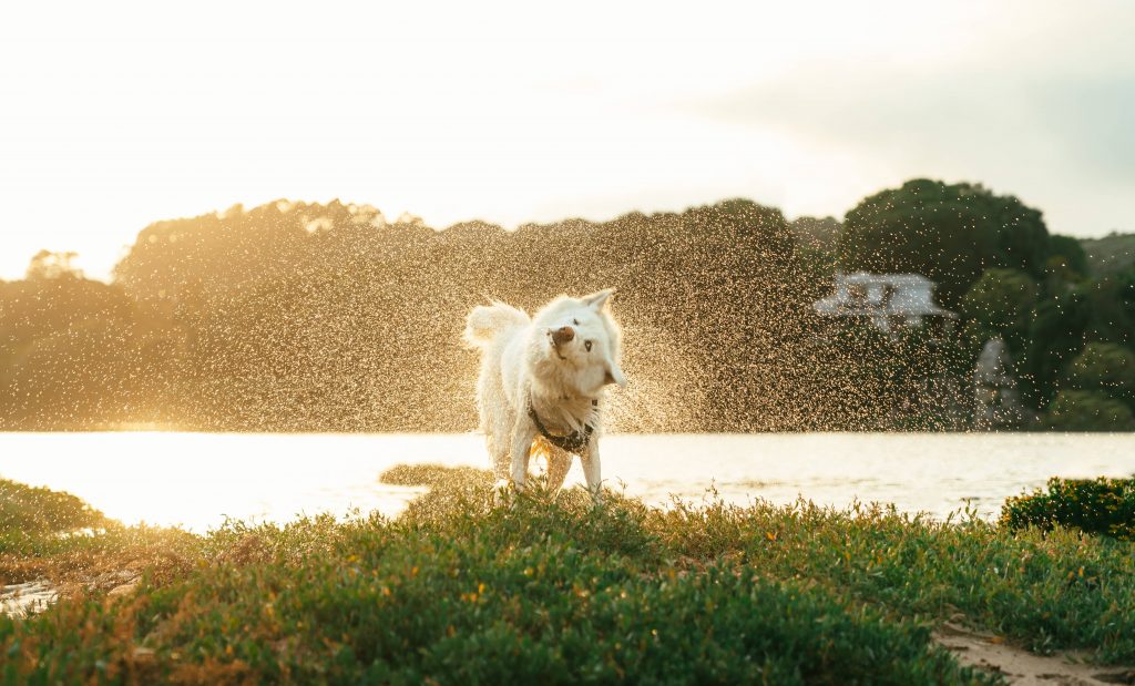 Hund schüttelt Wasser ab