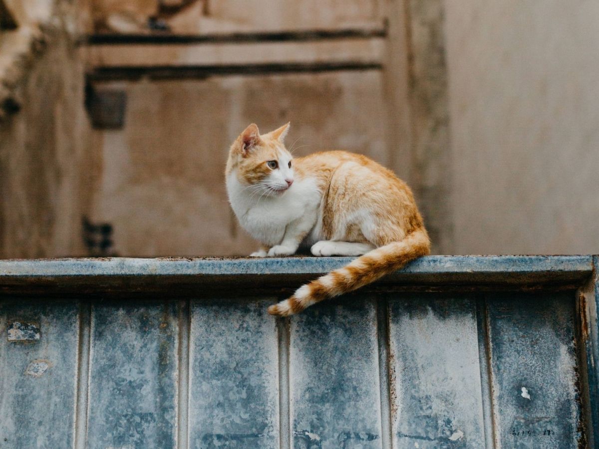 Neues Medikament soll Lebenserwartung von Katzen künftig verdoppeln können