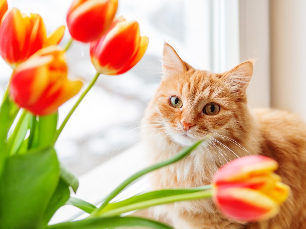 Katze sitzt neben einem Strauß Tulpen