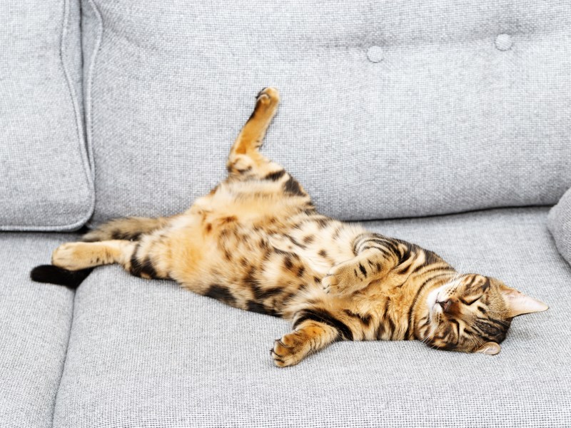 Katze mit Hängebauch liegt auf dem Sofa.