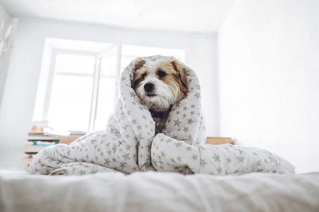 Hund im Bett