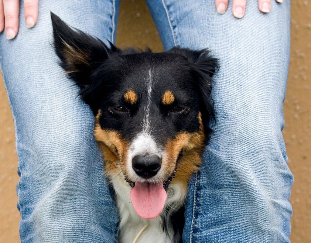 hund drückt sich an mich