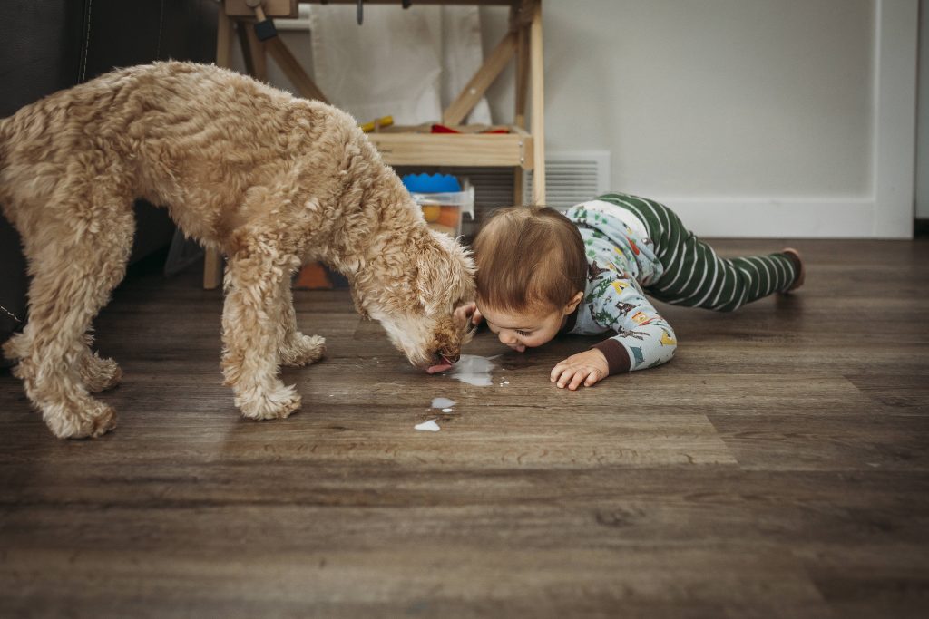 Hund leckt Boden