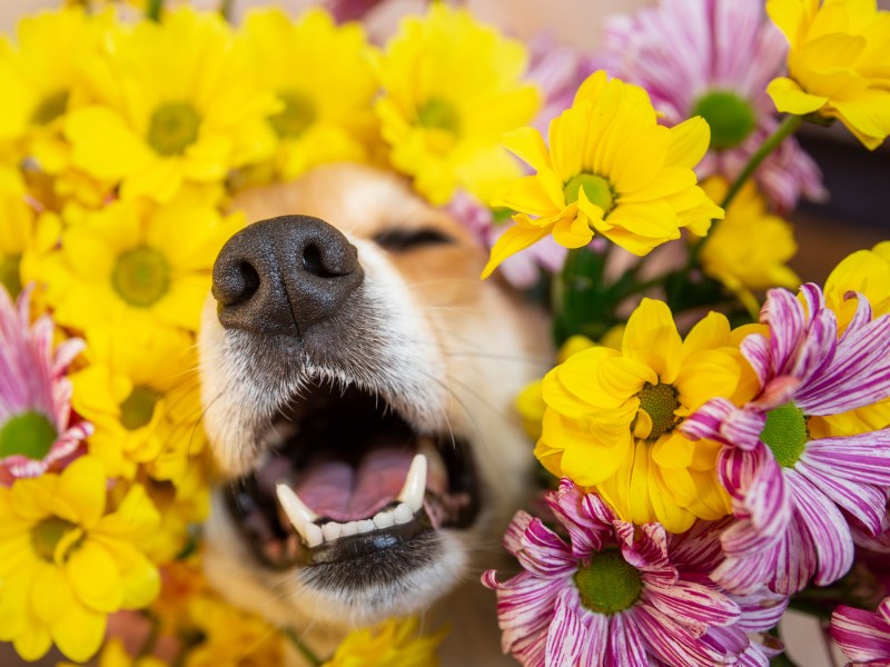 Hund im Frühling im Blumenmeer.