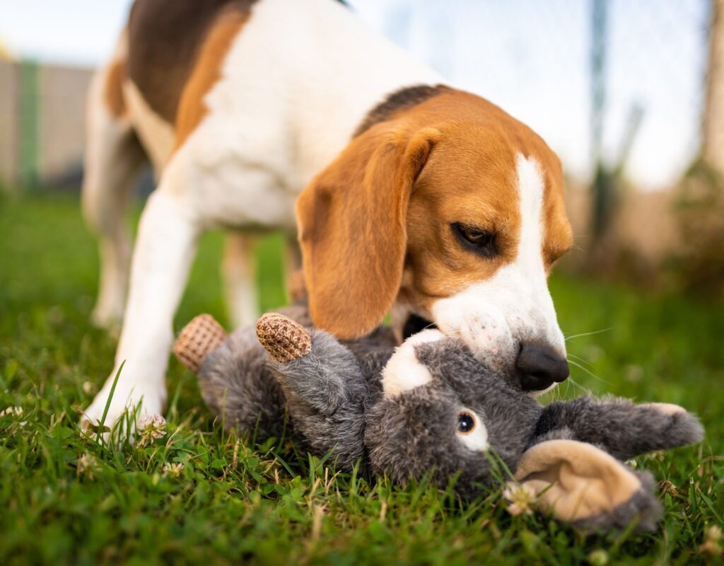 Hund mit Plüschhase