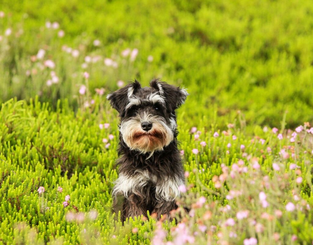 Schnauzer