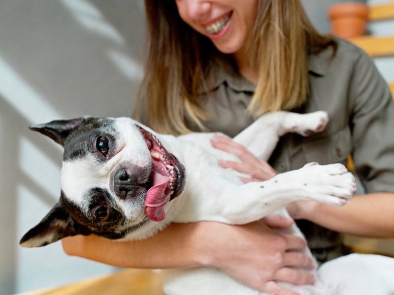 glücklicher Hund