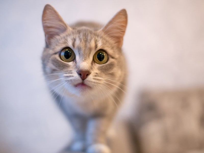 Katze mit großen Augen starrt in die Kamera.