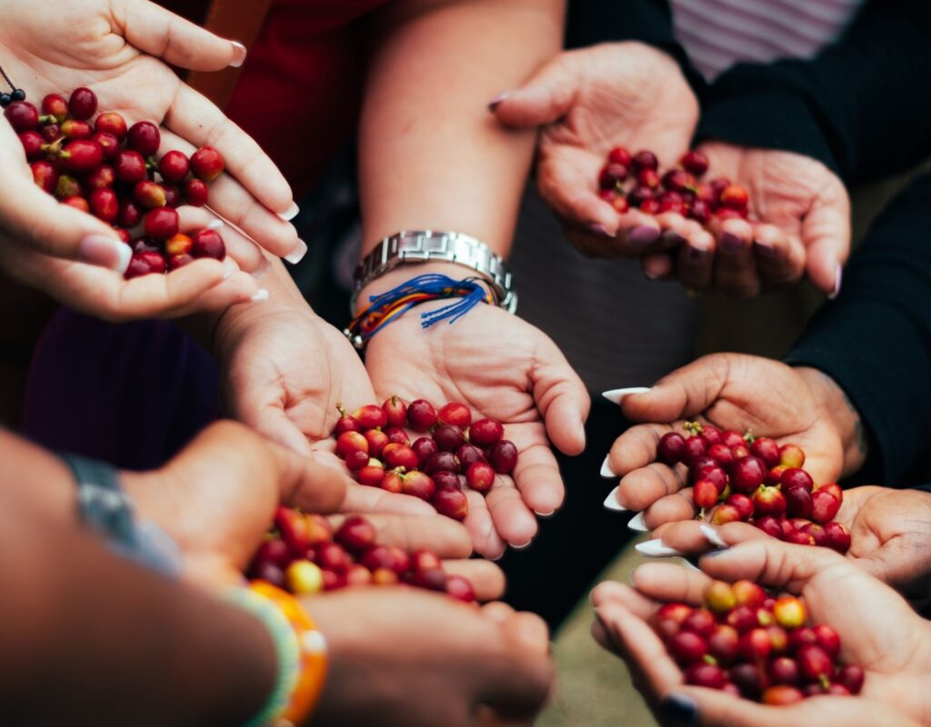 Hände rote Beeren