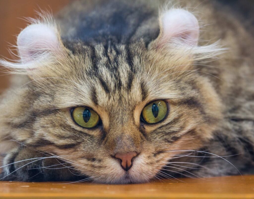 American Curl Katze