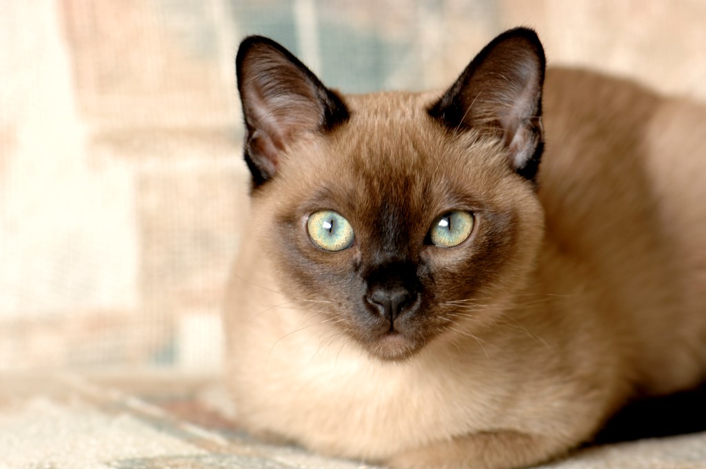 Tonkanese-Katze schaut in die Kamera.