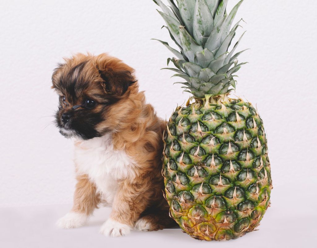 Welpe Ananas