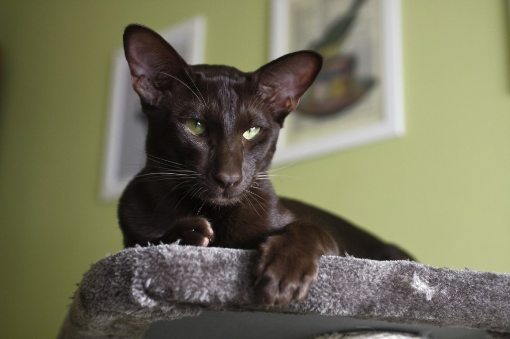 Havana-Katze liegt auf einem Kratzbaum.