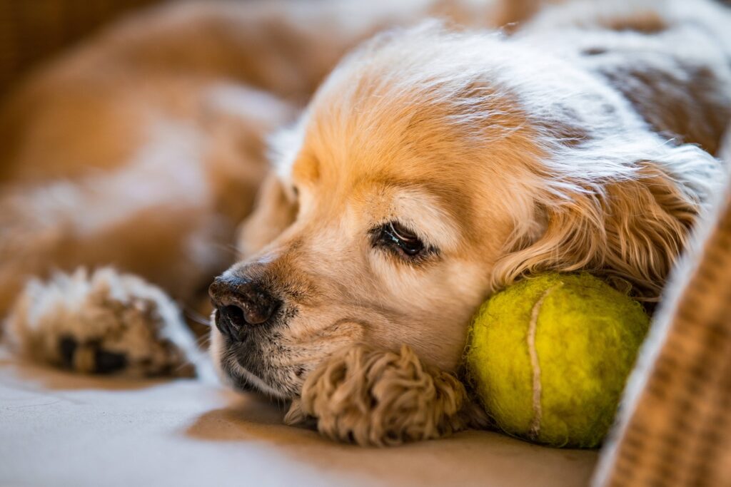 Hund allein und traurig