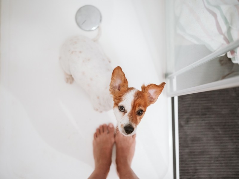 Hund im Badezimmer