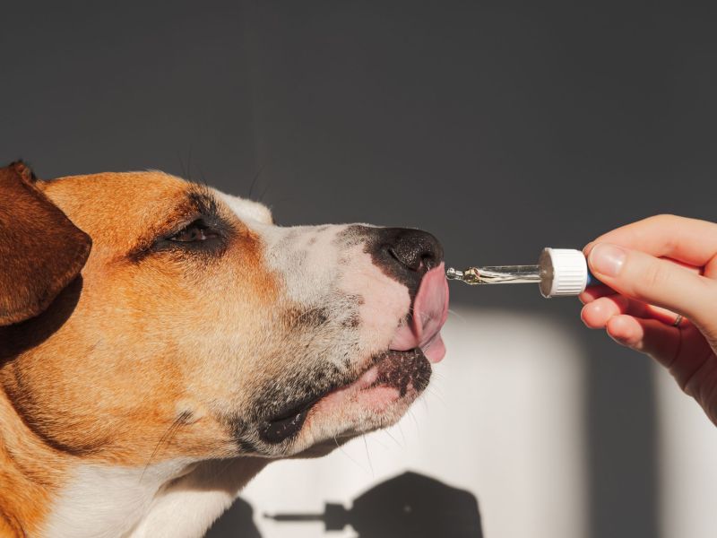 Hund bekommt Hanföl