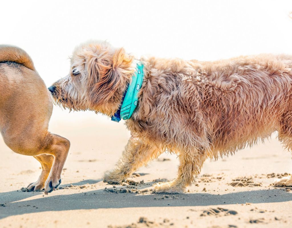 Hund riecht am Po eines anderen Hundes