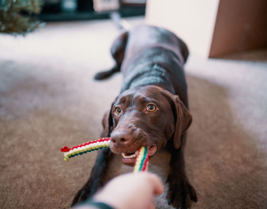 Hund spielt mit Spielzeug