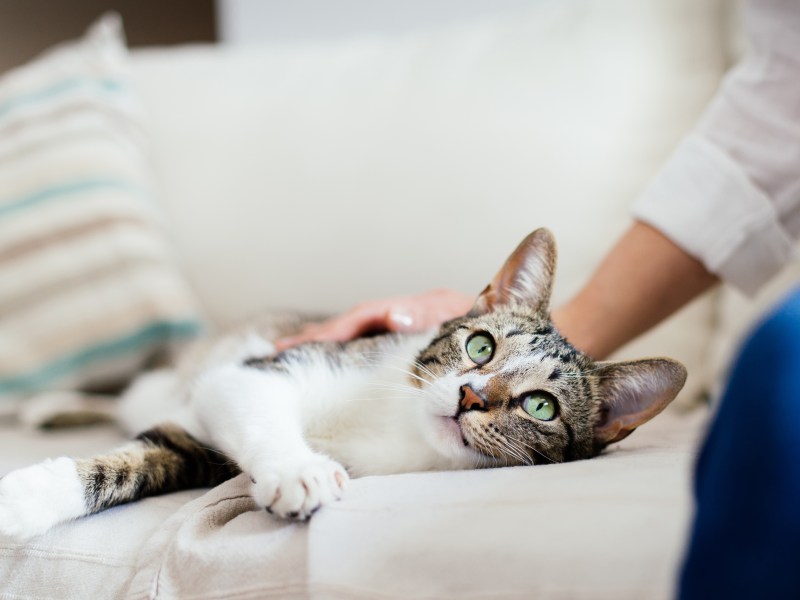 Frau streichelt Katze auf dem Sofa.