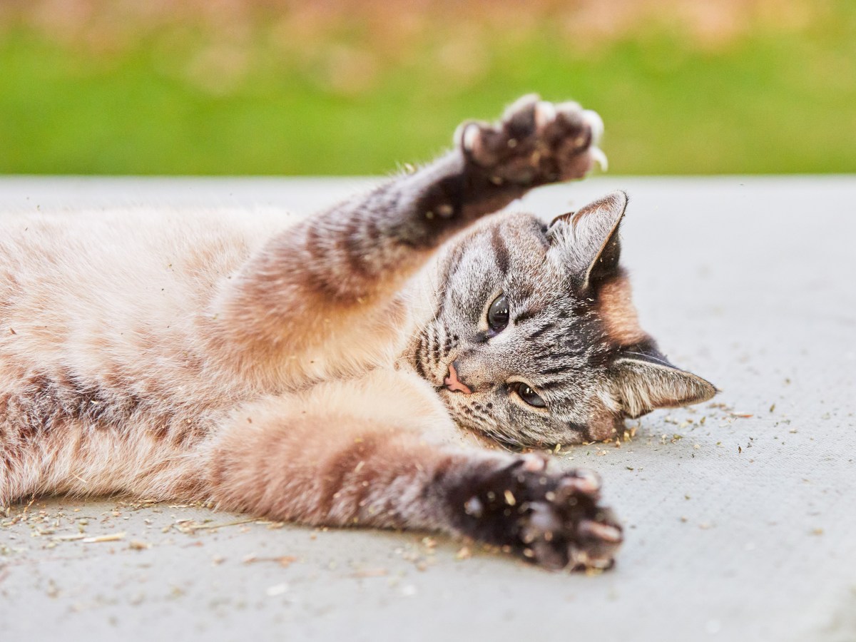 Katze spielt mit Katzenminze