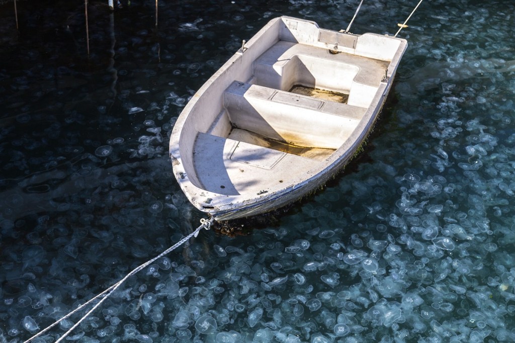 Quallen im Meer unter ruderboot