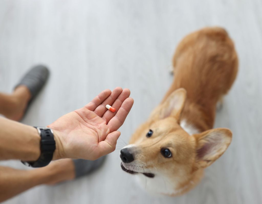 Hund bekommt Pille