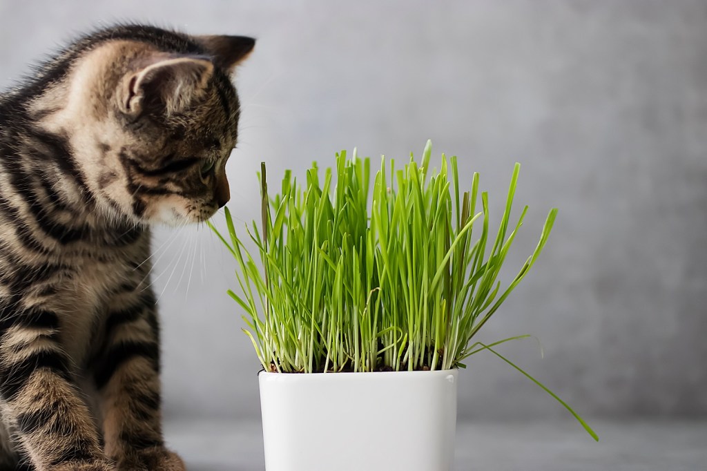 Katze sieht Katzengras an