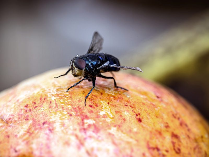 Fruchtfliege auf einem Apfel