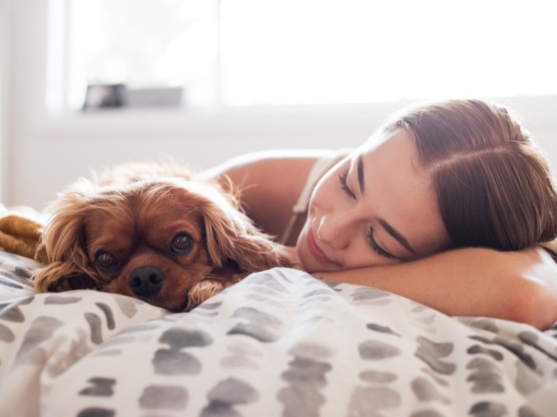 Hund liegt mit Frau im Bett