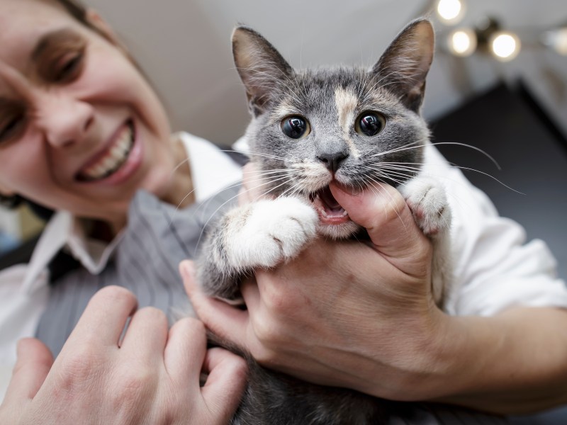 Katze mag Frau nicht und beißt in Finger