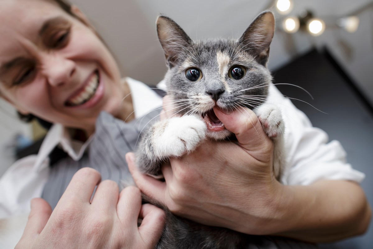 Katze mag Frau nicht und beißt in Finger