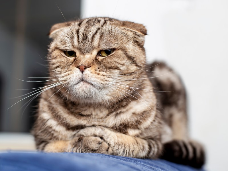 Katze schaut gestresst in die Kamera.