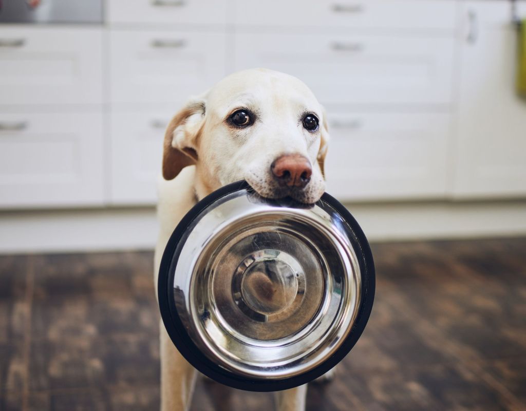 Hund mit Fressnapf im Maul