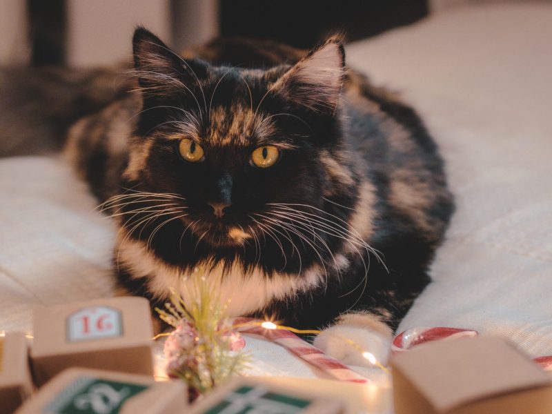 Adventskalender Katze