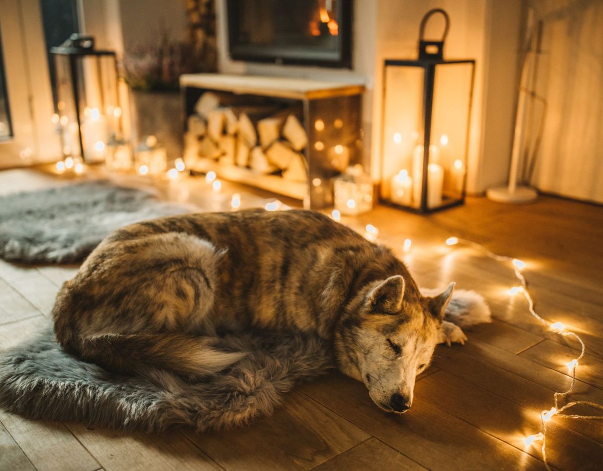 Hund mit Duftkerzen