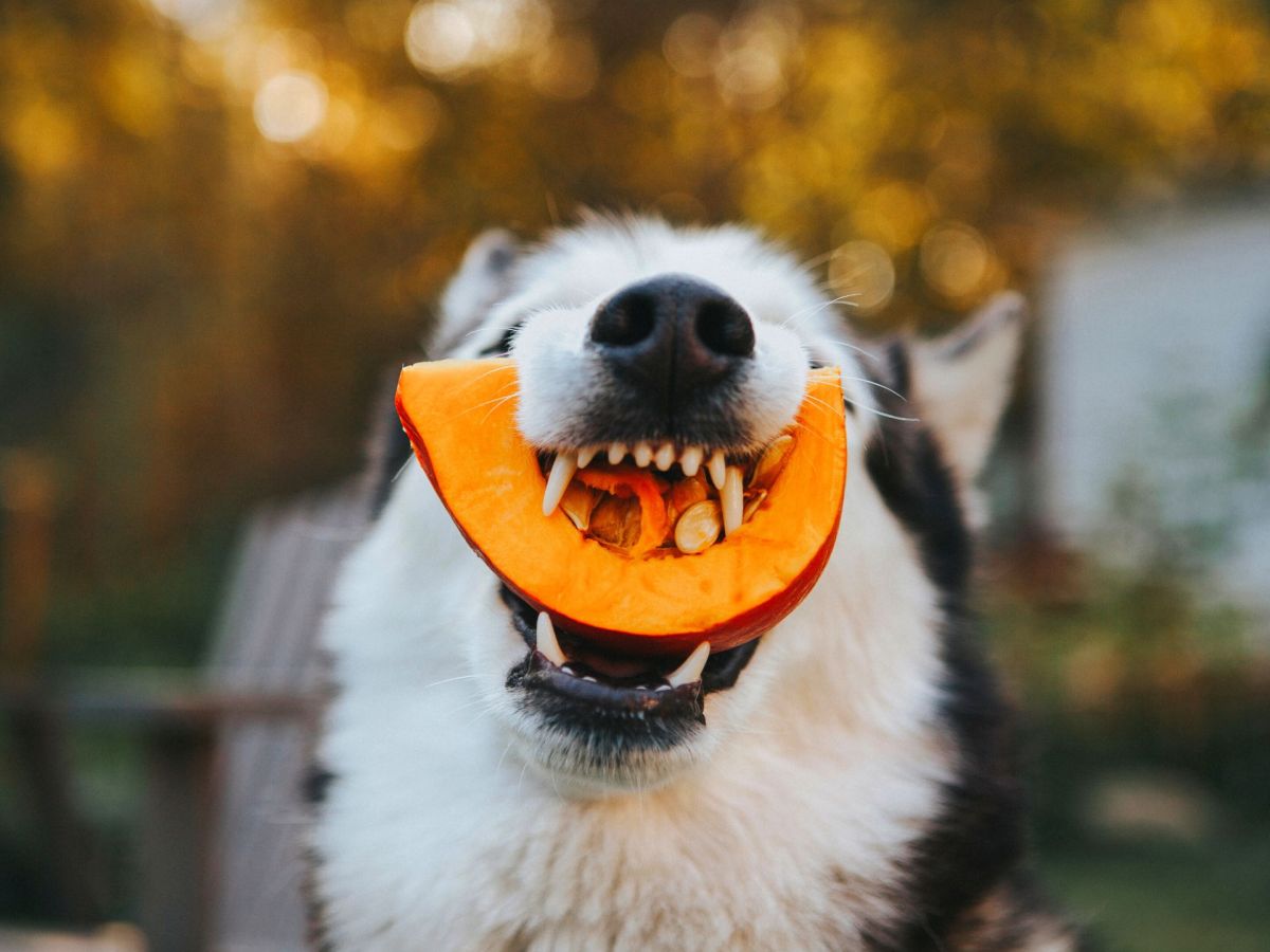 Beliebte Herbst-Frucht: Dürfen Hunde Kürbisse essen?